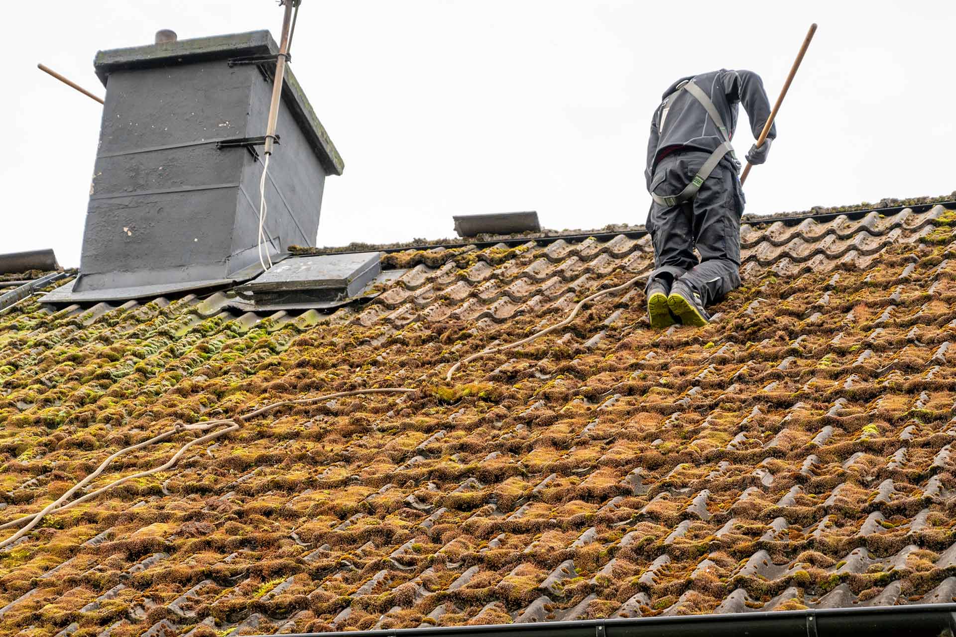 Moss Removal